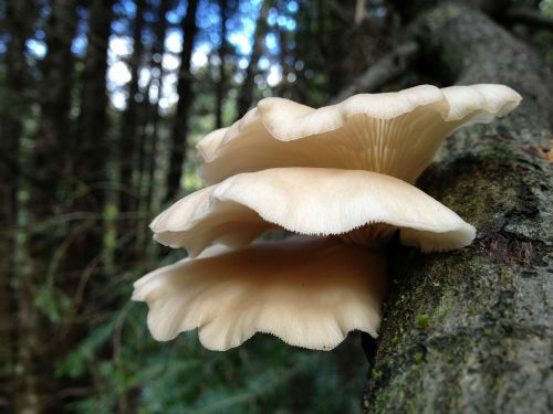 mushrooms mushroom tree trunk