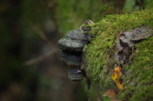 mushrooms log moss