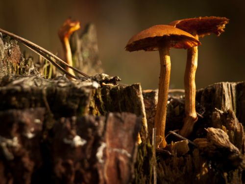mushrooms nature fungus