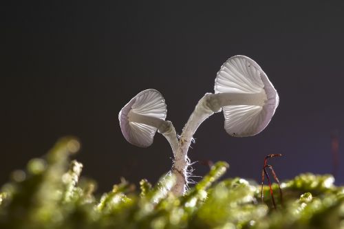 mushrooms bright mini mushrooms