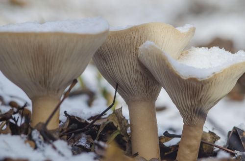 mushrooms snow three