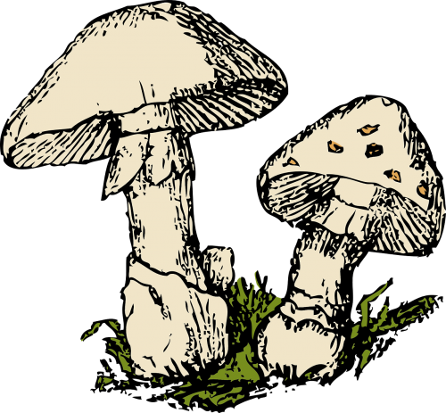 mushrooms two beige