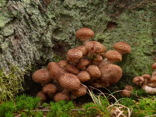 mushrooms mushroom mosses