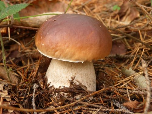 mushrooms mushroom boletus