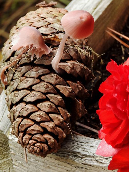 mushrooms pinecone nature