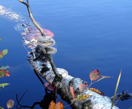 mushrooms tree trunk water