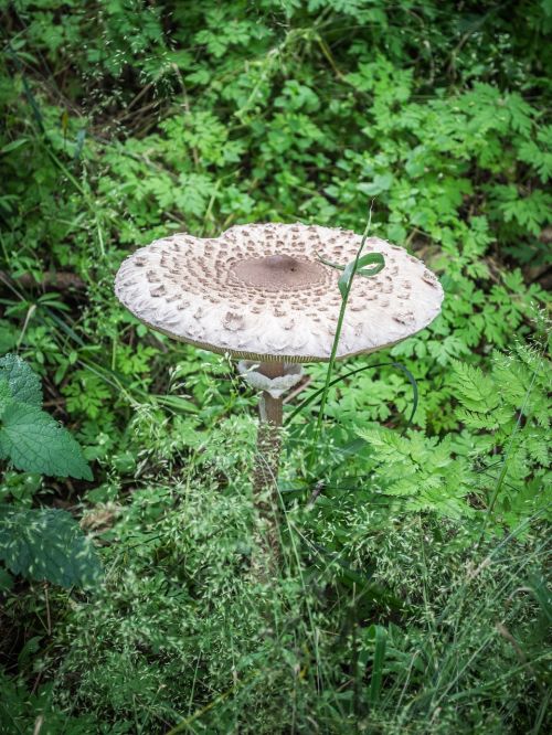 mushrooms nature parasol mushroom