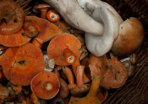mushrooms  mushroom  eating