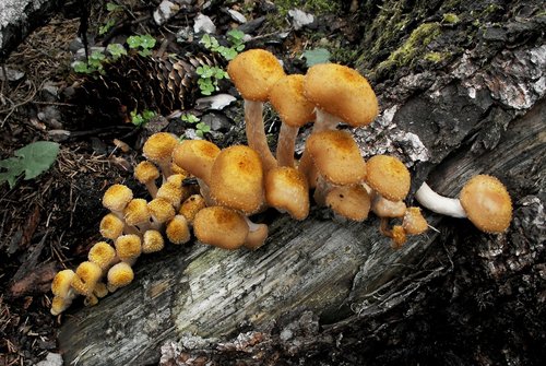 mushrooms  mushroom  nature