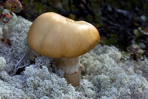 mushrooms  lichen