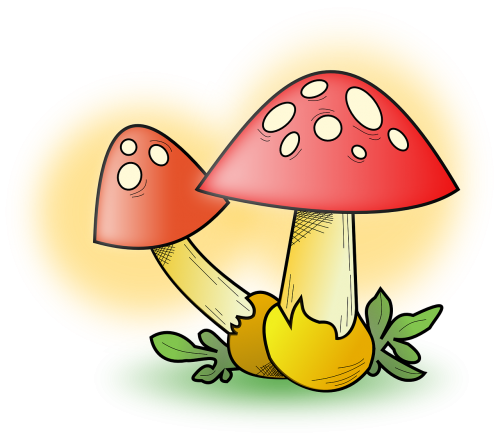 mushrooms red plant