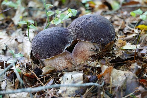 mushrooms  nature  food