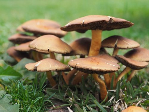 mushrooms  grass  green