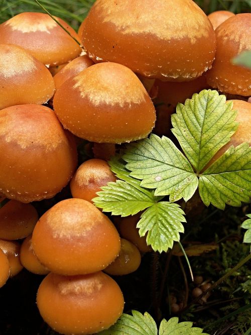 mushrooms macro jahodiní