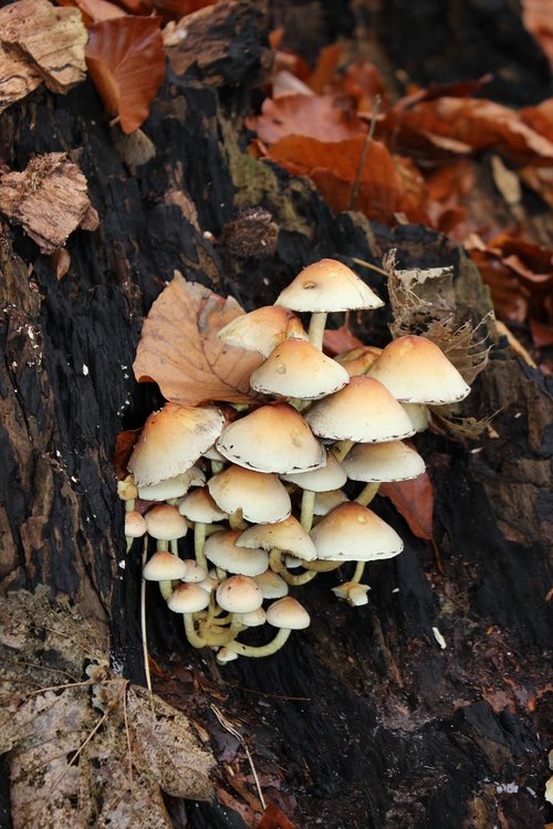 mushrooms  forest  autumn