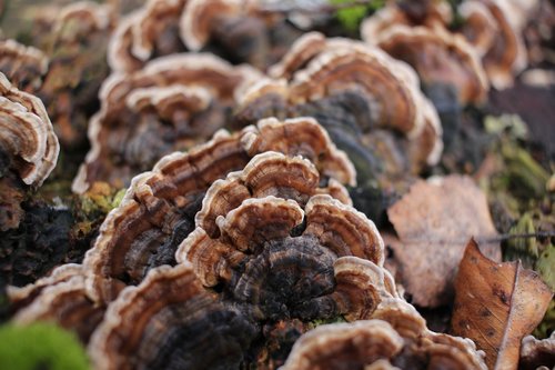 mushrooms  landscape  focus