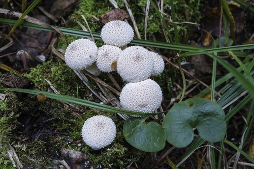 mushrooms  summer  nature