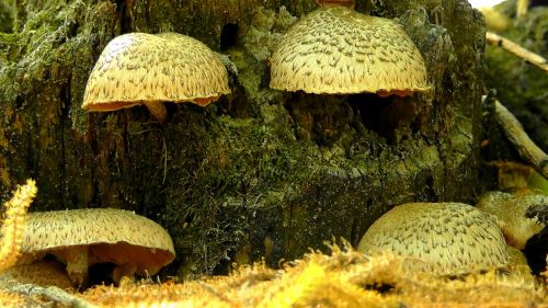 mushrooms nature forest