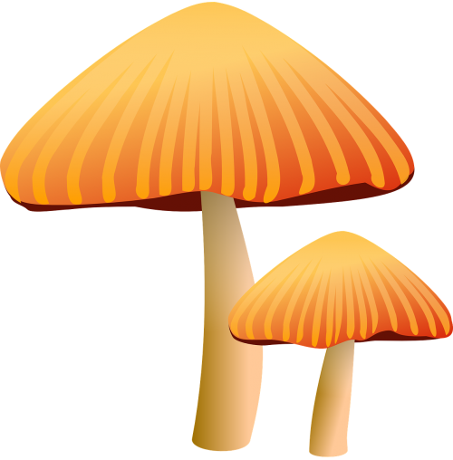 mushrooms brown toadstool