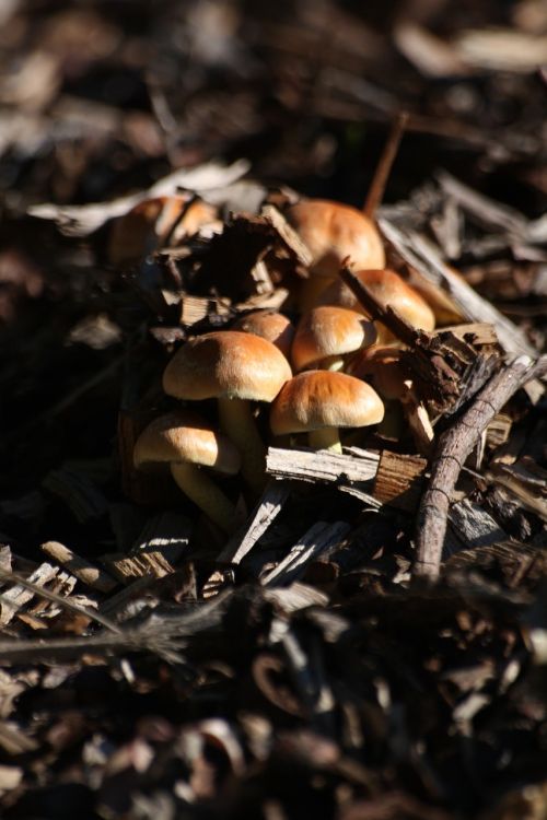 mushrooms woodland fungi