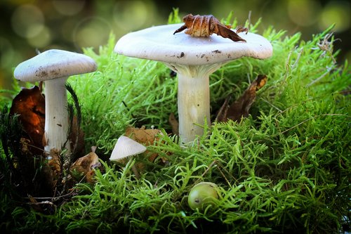 mushrooms  white  lamellar