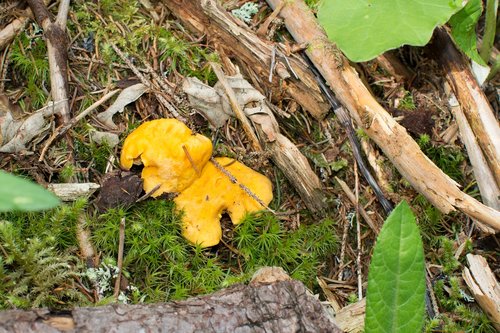mushrooms  chanterelles  forest