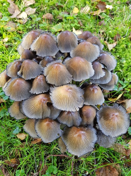 mushrooms  meadow  group