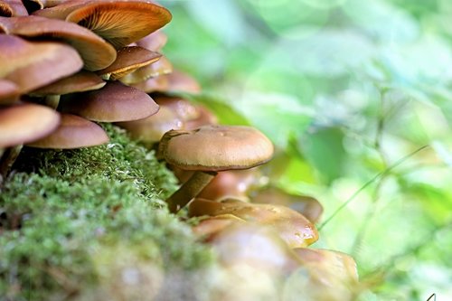 mushrooms  forest  tree