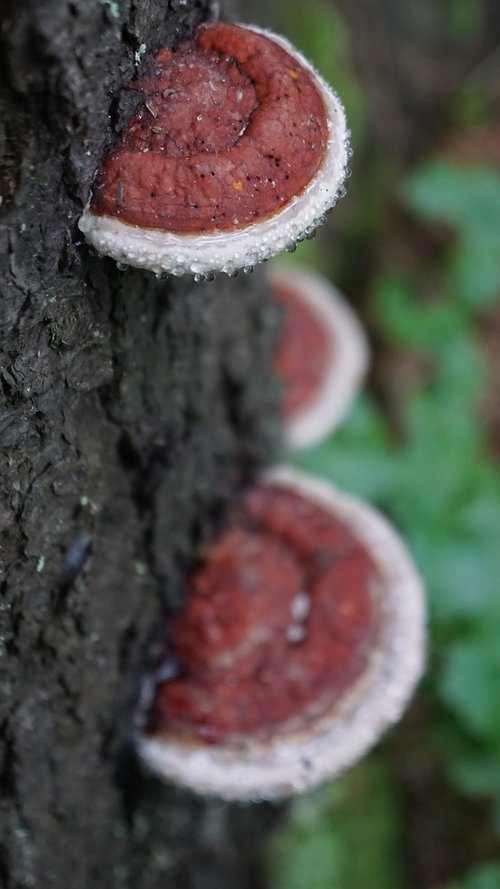 mushrooms  tree  forest