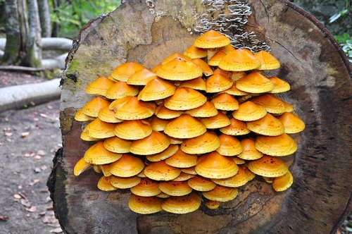 mushrooms  nature  tree