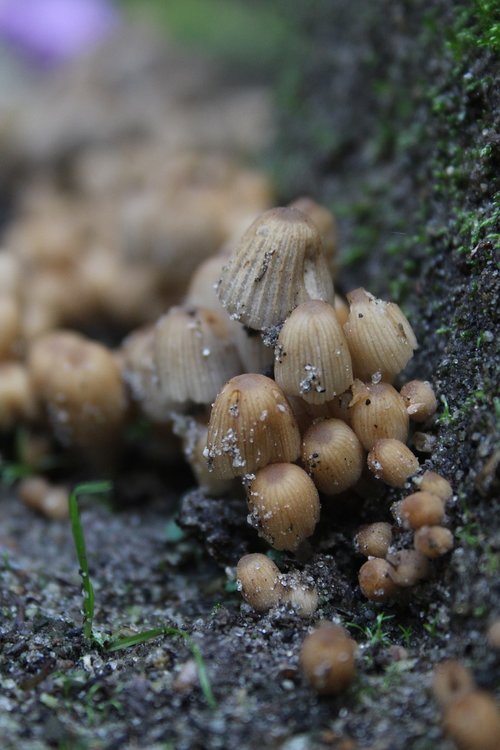 mushrooms  little  brown