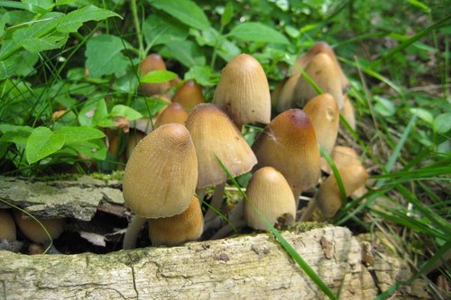 mushrooms  forest floor  autumn