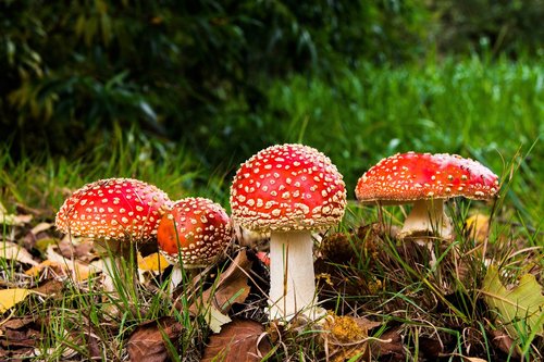 mushrooms  fly agaric  poison