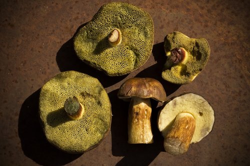 mushrooms  chestnut röhling  hexenfuß boletus