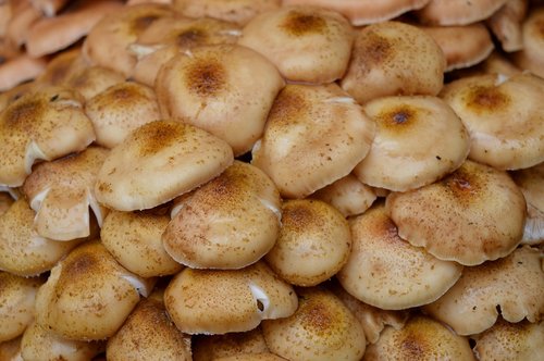 mushrooms  autumn  toxic