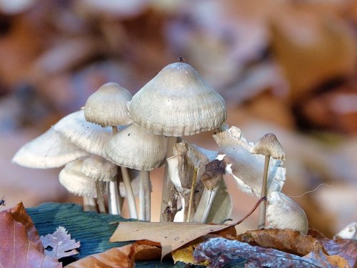 mushrooms  spider  forest