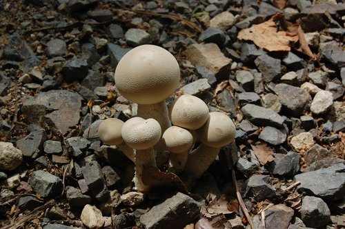 mushrooms  forest  mushroom