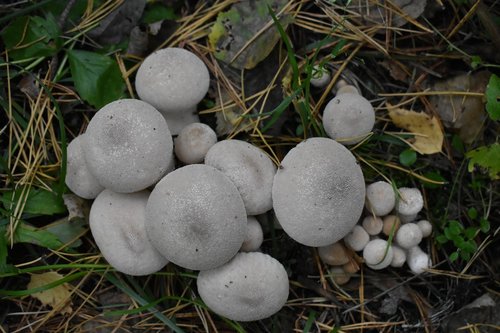 mushrooms  rain cover  forest
