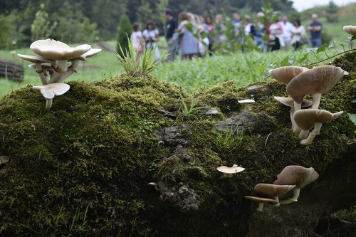 mushrooms  landscape  nature