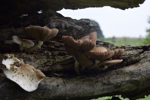 mushrooms  landscape  nature