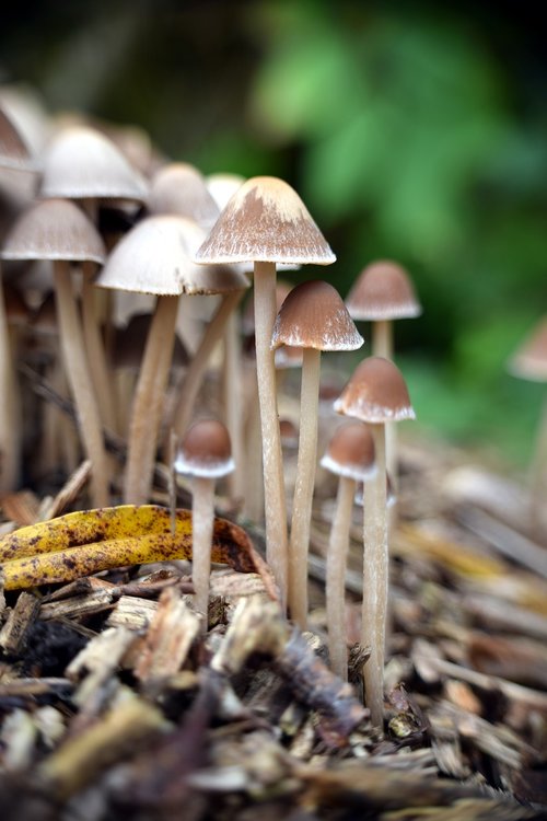 mushrooms  autumn  nature