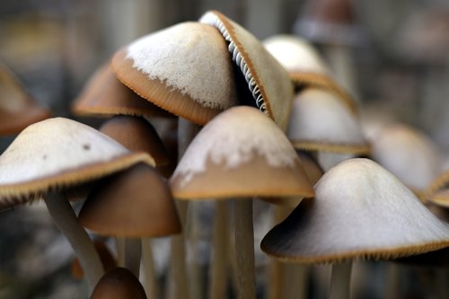 mushrooms  autumn  ground