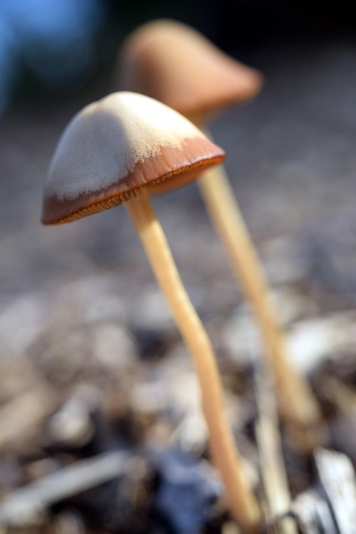mushrooms  autumn  nature