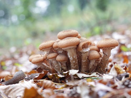 mushrooms  autumn  brown