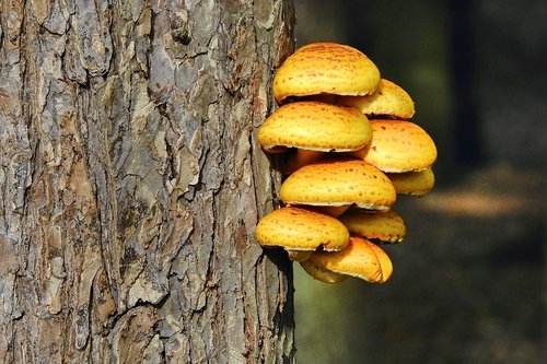 mushrooms  the bark  tree