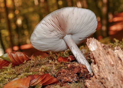 mushrooms  nature  autumn