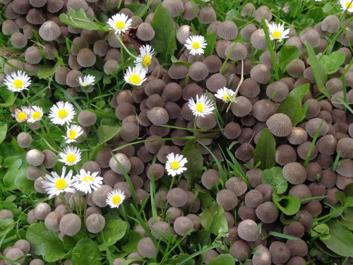 mushrooms nature plant