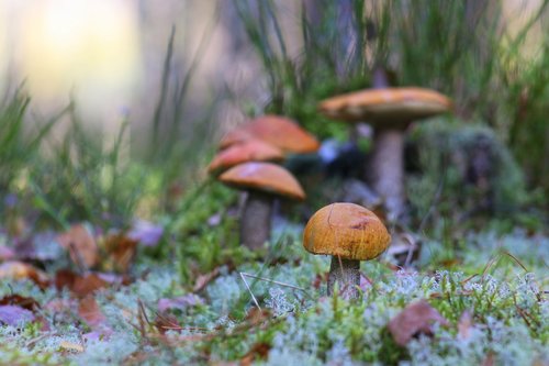 mushrooms  mushroom  autumn