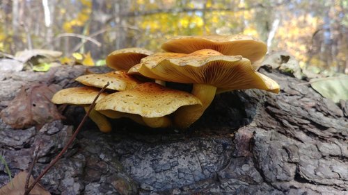 mushrooms  autumn  nature