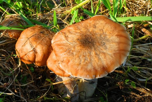 mushrooms  autumn  forest